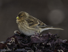 Linnets and Twite - Photo (c) Jonny Andrews, some rights reserved (CC BY-NC), uploaded by Jonny Andrews