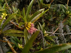 Maxillaria aggregata