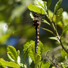 Procordulia grayi