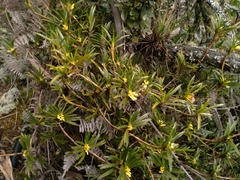 Maxillaria aggregata