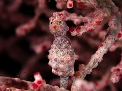 Hippocampus bargibanti