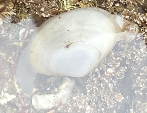 Mactra californica, 2021-05-29