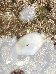 Mactrotoma californica