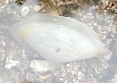 Mactrotoma californica