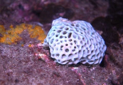 Holopsamma laminaefavosa
