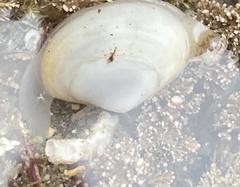 Mactrotoma californica