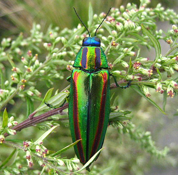 Japanese Jewel Beetle (Chrysochroa fulgidissima) · iNaturalist