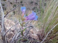 Penstemon speciosus