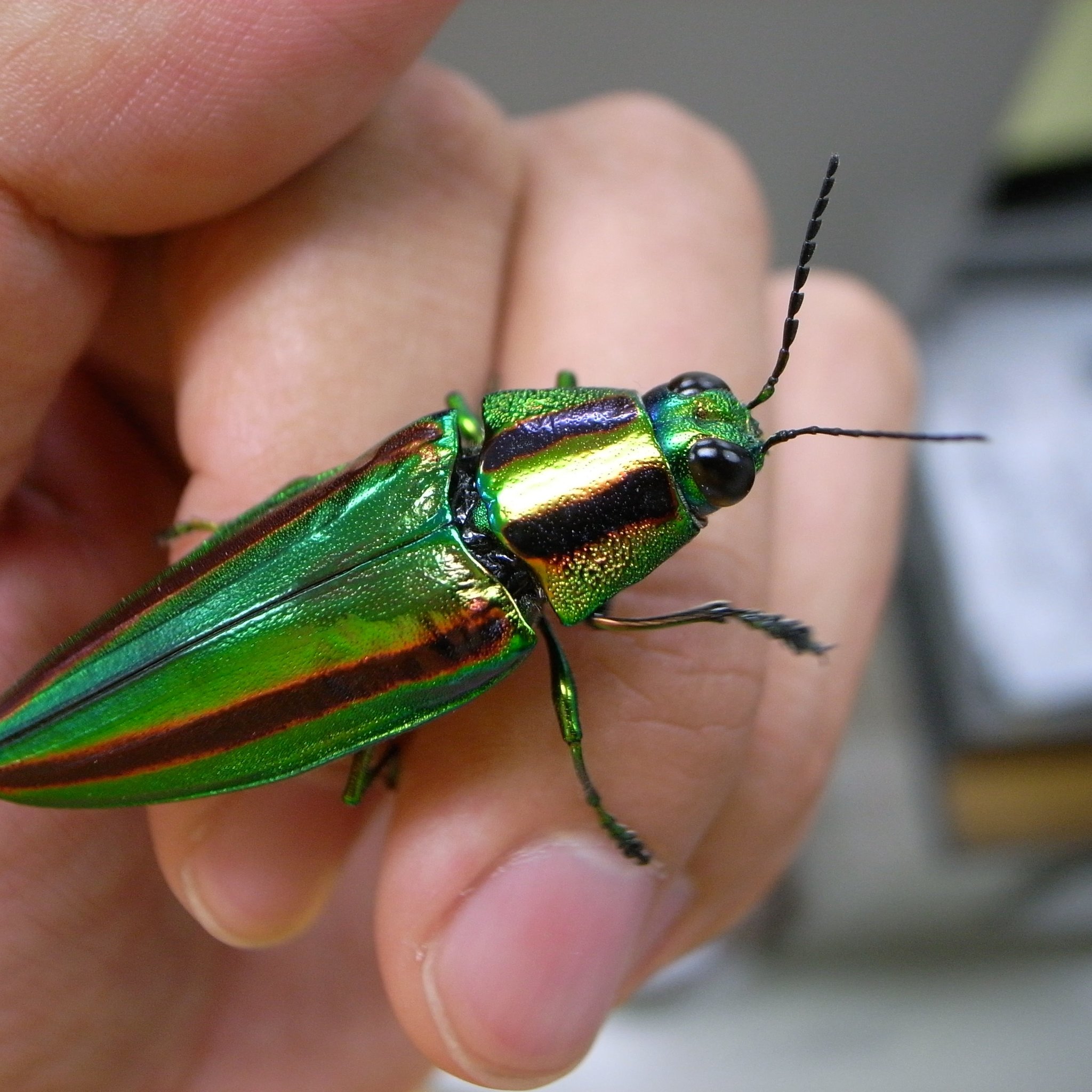 Japanese Jewel Beetle (Chrysochroa fulgidissima) · iNaturalist