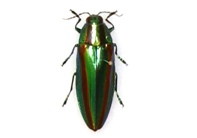 Chrysochroa fulgidissima 標本 日本 東京 Chrysochroa Fulgidissima Real Japanese Jewel Beetle Framed