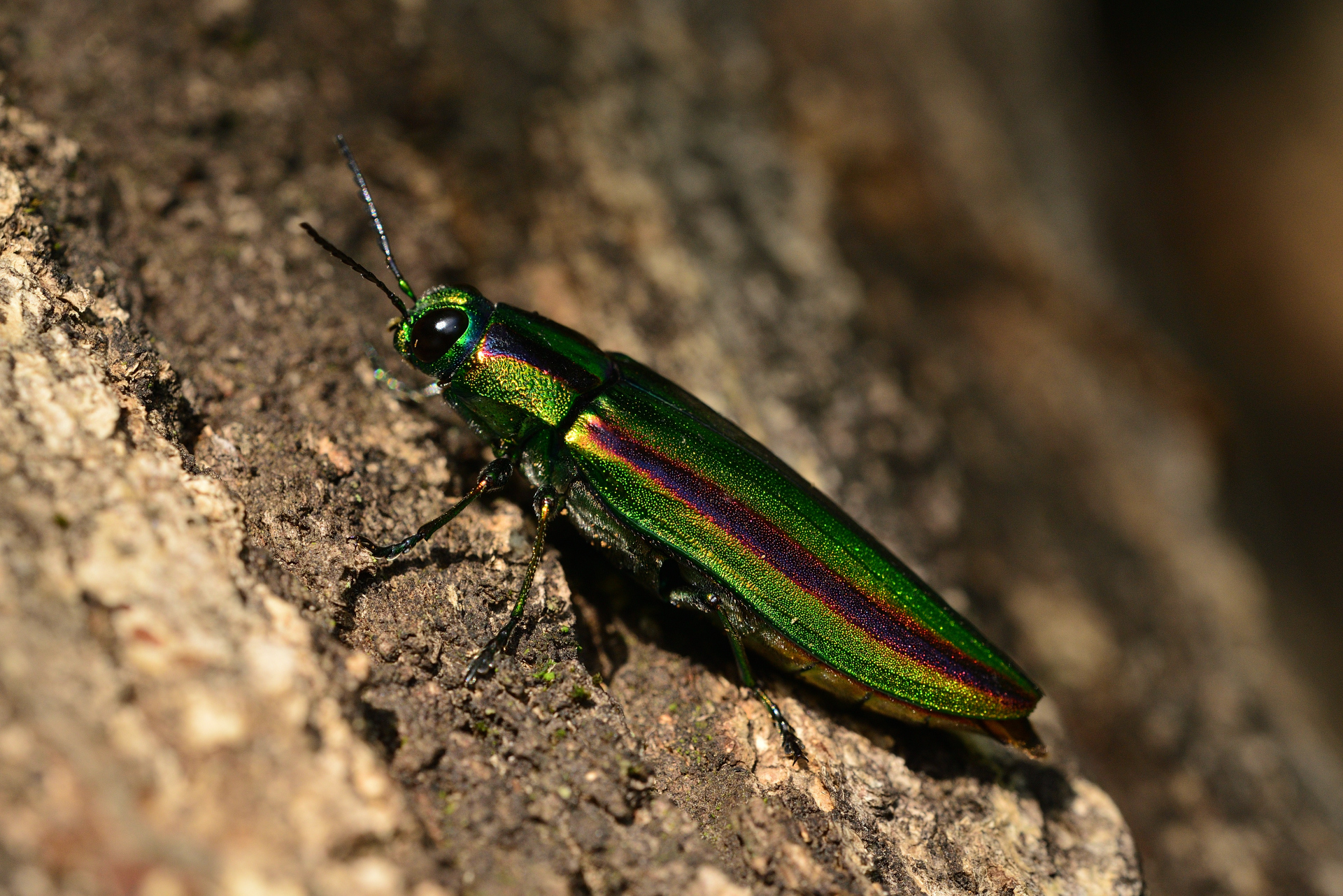 Japanese Jewel Beetle (Chrysochroa fulgidissima) · iNaturalist