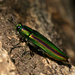 Chrysochroa fulgidissima - Photo (c) Zorac&Visar, alguns direitos reservados (CC BY-NC-SA)