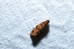 Phaecasiophora niveiguttana