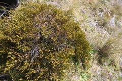 Veronica lycopodioides