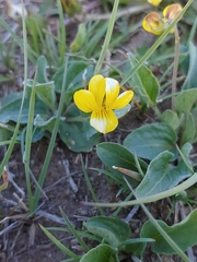 Viola vallicola