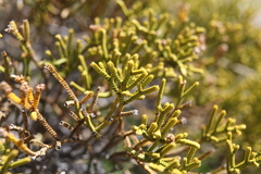 Veronica lycopodioides
