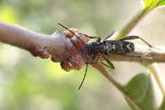 Neoclytus modestus