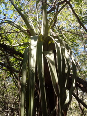 Tillandsia huamelulaensis