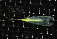 Triplochrysa