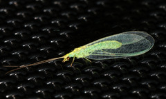 Triplochrysa