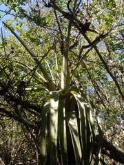 Tillandsia huamelulaensis
