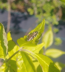 Macrophya punctumalbum