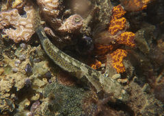 Bathygobius krefftii