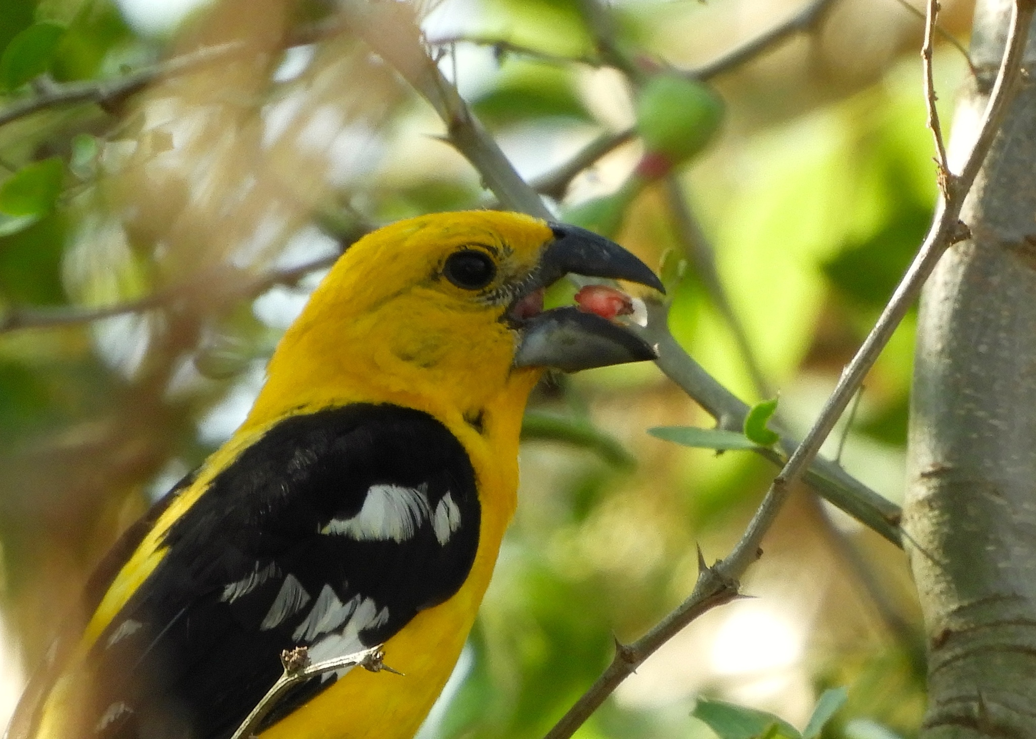 Yellow Grosbeak illustration