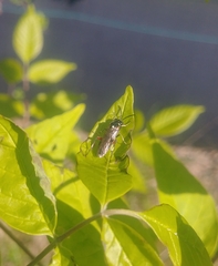 Macrophya punctumalbum