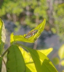 Macrophya punctumalbum