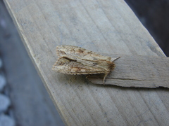Ichneutica mollis