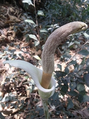 Amorphophallus variabilis