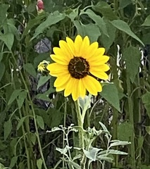 Helianthus