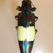 Chrysochroa ocellata fulgens - Photo (c) Notafly, alguns direitos reservados (CC BY-SA)
