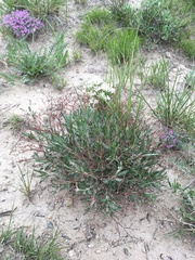 Eriogonum brevicaule brevicaule