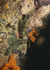 Bathygobius krefftii