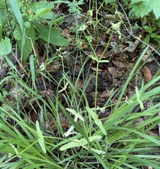 Valerianella chenopodifolia