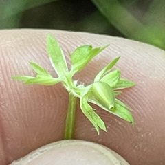 Valerianella chenopodifolia