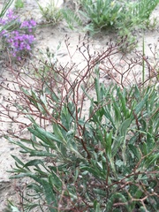 Eriogonum brevicaule brevicaule