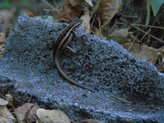 Sceloporus variabilis