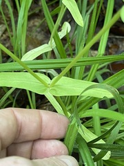 Valerianella chenopodifolia