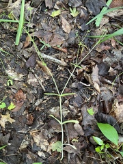 Valerianella chenopodifolia