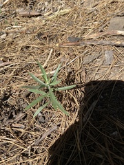 Asclepias fascicularis