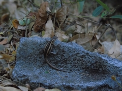 Sceloporus variabilis