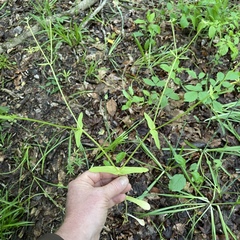 Valerianella chenopodifolia