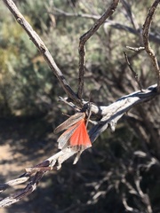 Arphia pseudonietana