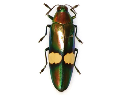 Chrysochroa saundersii