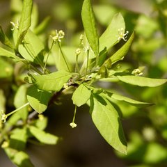 Ilex mucronata image