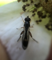Spheginina