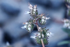 Phacelia egena